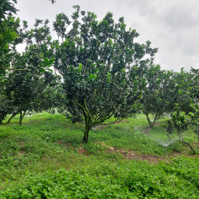 Công suất Dùng Cho nông nghiệp